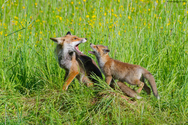 Am Fuchsbau I