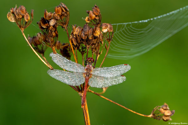 Blutrote Heidelibelle