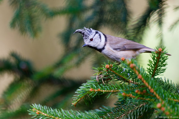 "Lophophanes cristatus" "Parus cristatus" "Crested tit" "Mésange huppée" "Herrerillo capuchino" Kuifmees "Cincia dal ciuffo"