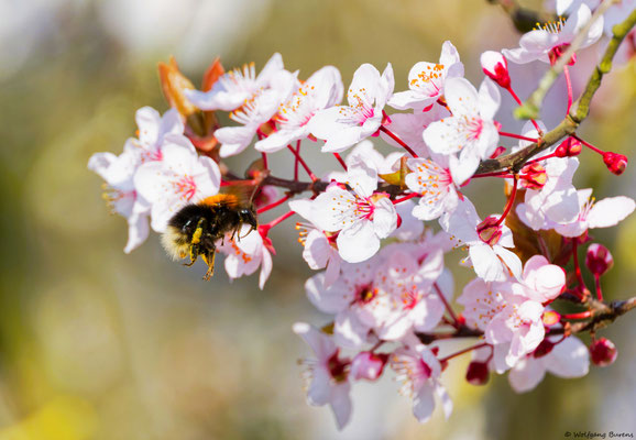 Baumhummel