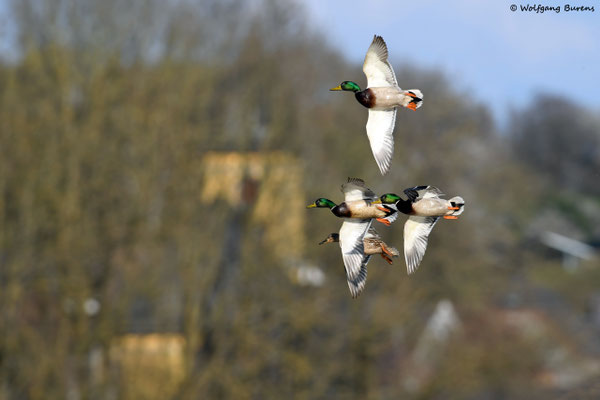Balzflug der Stockenten