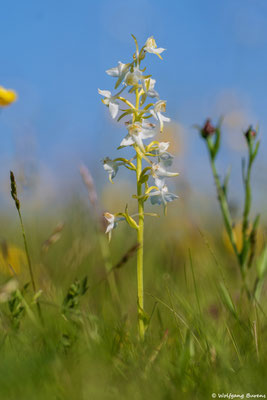 Grünliche Waldhyazinthe
