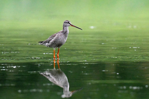 Dunkler Wasserläufer
