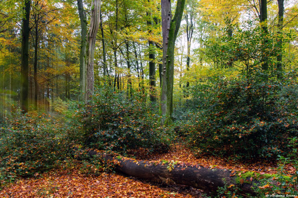 Ilexwald