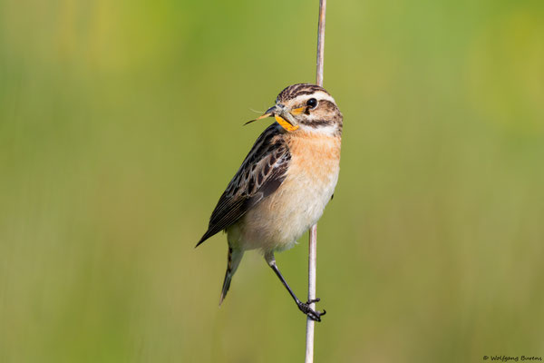 "Saxicola rubetra" Whinchat "Tarabilla norteña" "Tarier des prés" Stiaccino  Paapje Buskskvätta Westerwald "Hoher Westerwald" Westerwaldkreis Rheinland-Pfalz