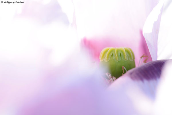 "Schlaf(mohn)essenzen"