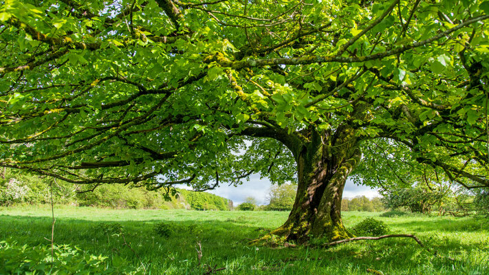 Huteweide, Dreisbach, 05.05.2024