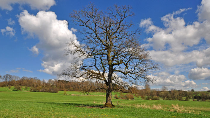 Saynbachquellgebiet mit Wildsburg, 17.04.2016