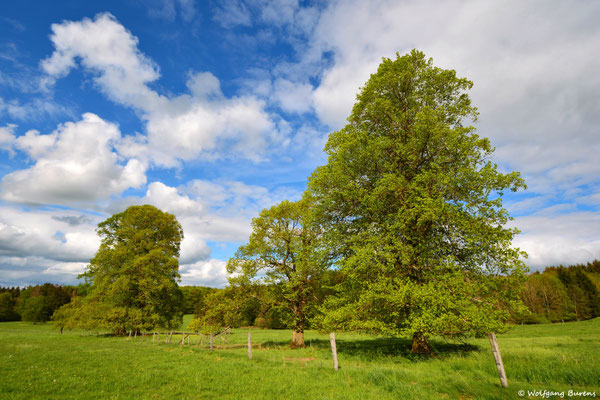 Obersayner Viehweide, 23.05.2021