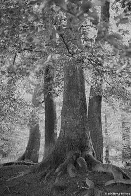"Roots", Dammbäume 