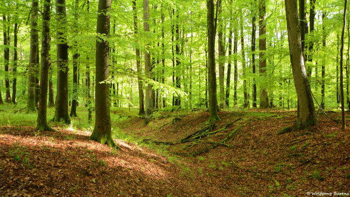 Frühsommer im Buchenwald