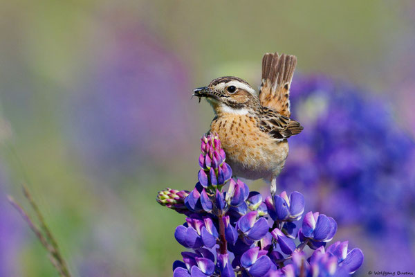 "Saxicola rubetra" Whinchat "Tarabilla norteña" "Tarier des prés" Stiaccino  Paapje Buskskvätta Westerwald "Hoher Westerwald" Westerwaldkreis Rheinland-Pfalz