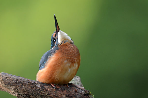 Eisvogel