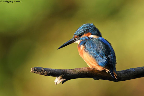 Eisvogel, Holzbach