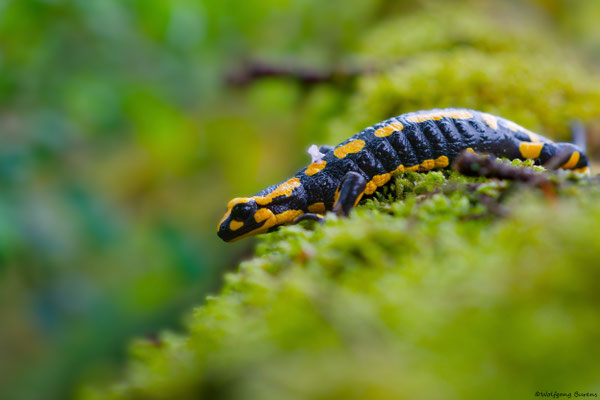 Feuersalamander, Wied