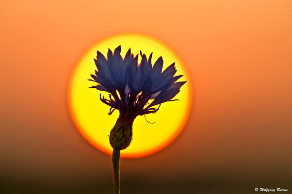 Kornblume im Sonnenuntergang