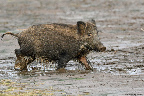 Wildschwein