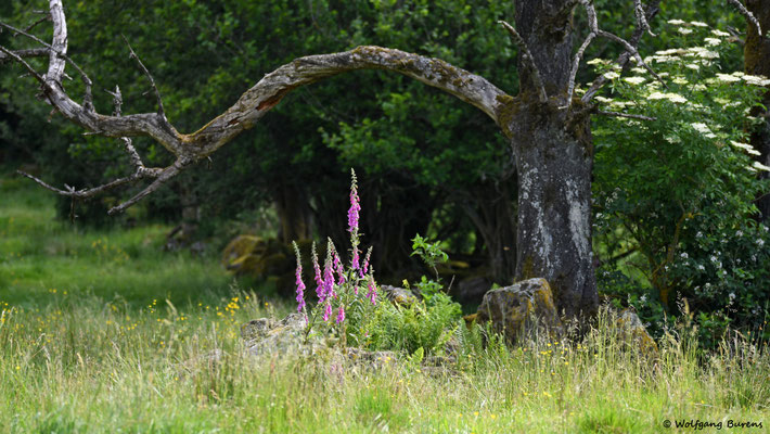 Huteweide in der Grundbitz, 20.06.2019
