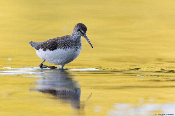 Waldwasserläufer