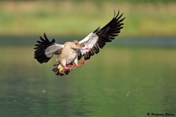 Nilgans