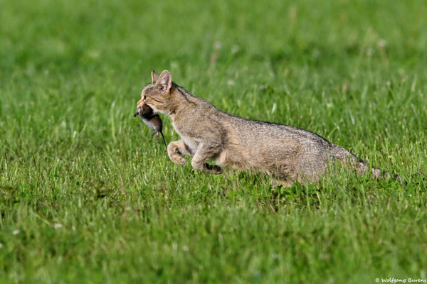 Wildkatze