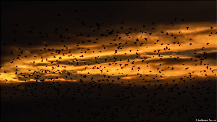 Stare im Abendrot