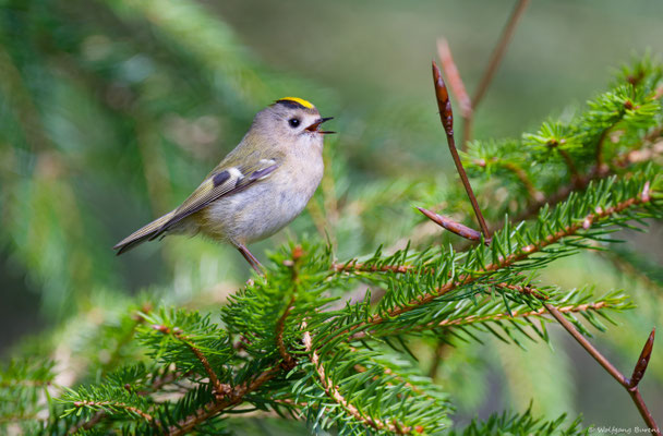 Wintergoldhähnchen