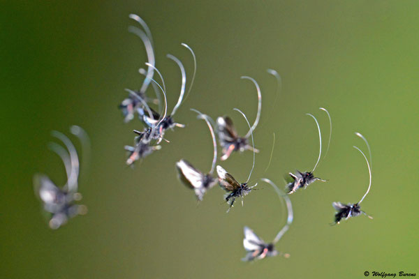 "Longhorn-Stampede", Hochzeitsflug der Langhornmotten