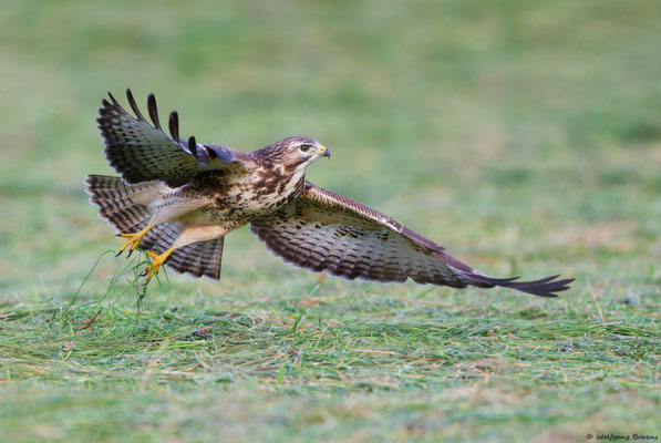 Mäusebussard