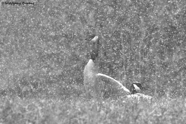 hudernde Kanadagänse im Schnee, 01.05.2019