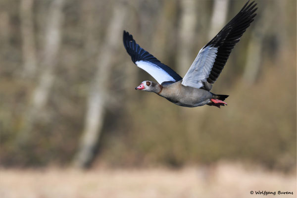 Nilgans