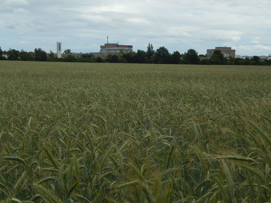 Blick von Nordwesten über das Feld auf die BNN
