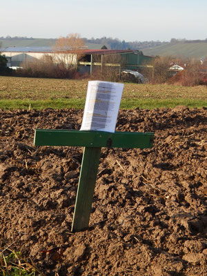 Grünes Kreuz auf Feld bei Pfaffenhofen, das bald einem Gewerbegebiet weichen soll, wenn die Umgehungsstraße Pfaffenhofen-Güglingen gebaut wurde