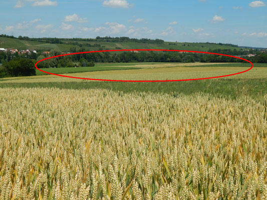 Zabergäublick bei Pfaffenhofen könnte bald von neuem Gewerbegebiet gestört werden