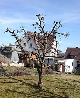 Obstbaum- und Kronenschnitte