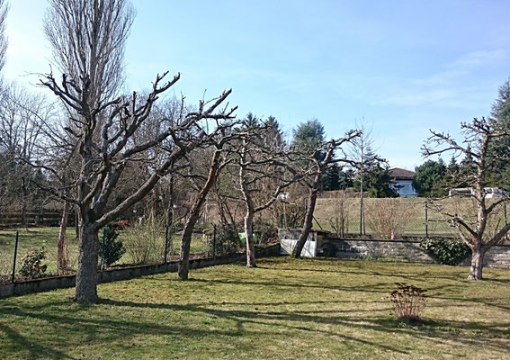 Obstbaum- und Kronenschnitte