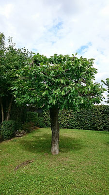 Obstbaum- und Kronenschnitte