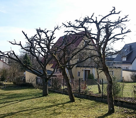 Obstbaum- und Kronenschnitte