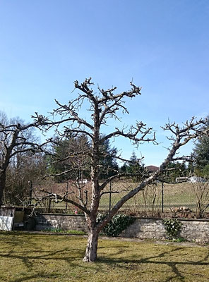 Obstbaum- und Kronenschnitte