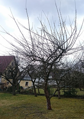 Obstbaum- und Kronenschnitte