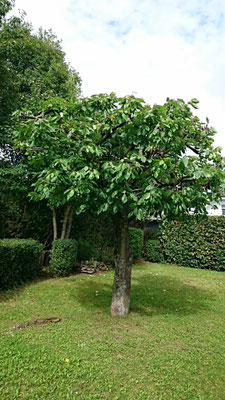 Obstbaum- und Kronenschnitte