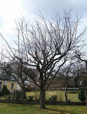 Obstbaum- und Kronenschnitte