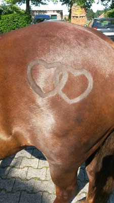 Pferd Scheren Herz