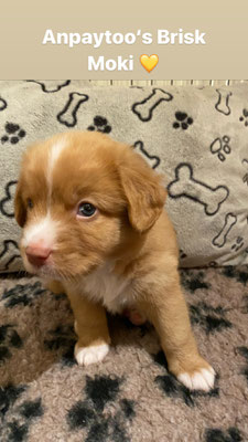 Moki