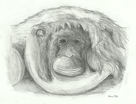 "Orang-Utan" - Bleistift - A4 - 2008