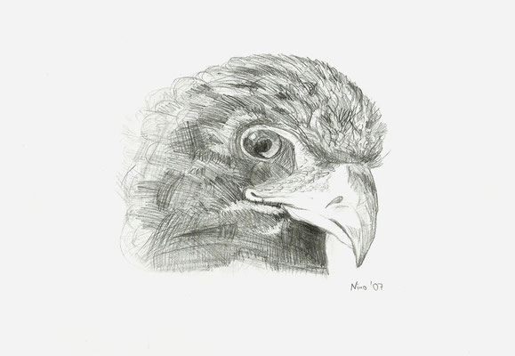 "Falke" - Bleistift - A4 - 2007