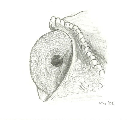 Augen-Studien: "Reptil" - Bleistift - A5 - 2008