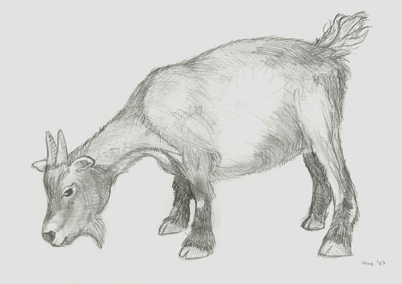 "Ziege" - Bleistift - A4 - 2007