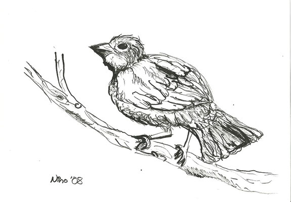 "Fink" - Federskizze; Rohrfeder - A5 - 2008