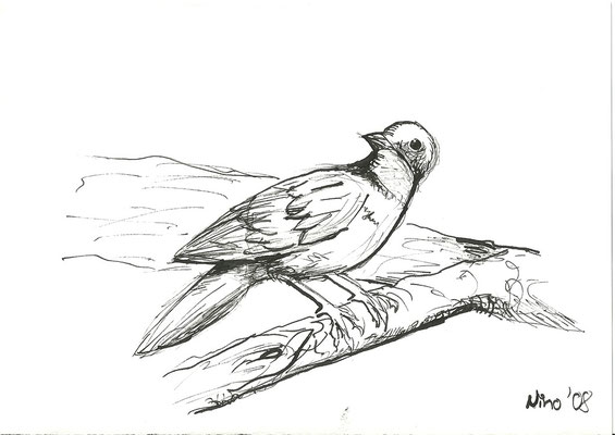 "Meise" - Federskizze; Rohrfeder - A5 - 2008